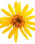 Arnica Infused Oil - The SkinScience Company