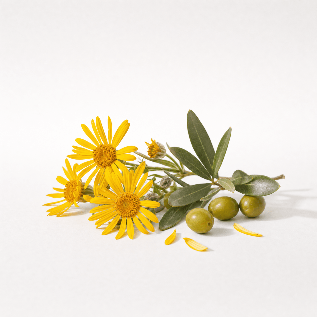Arnica Infused Oil - The SkinScience Company
