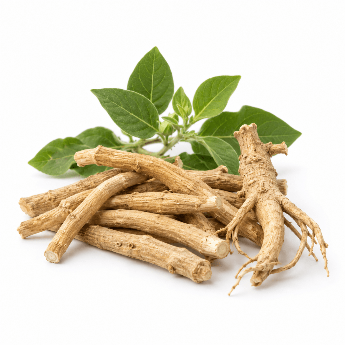 Ashwagandha Oil - Wholesale - The SkinScience Company