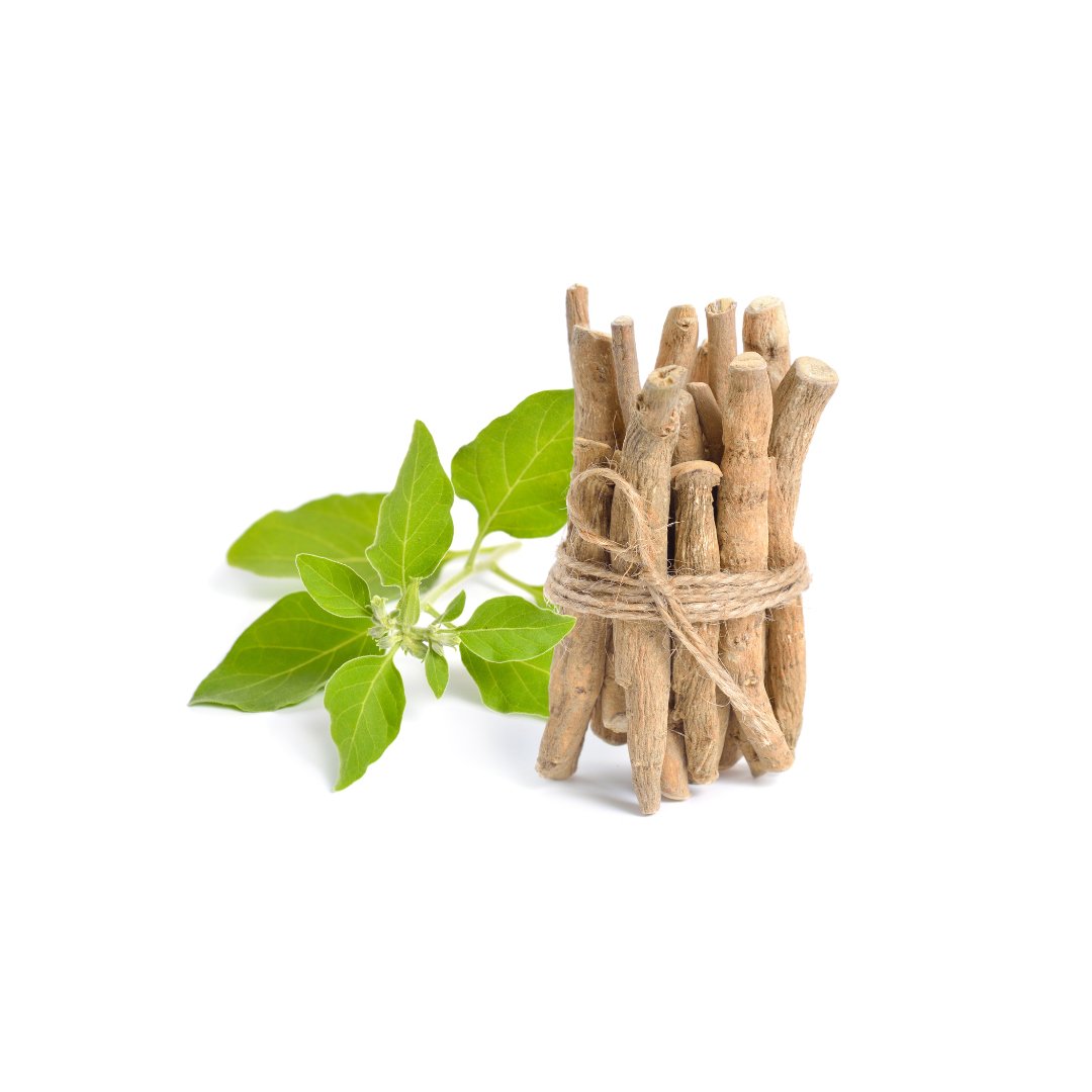 Ashwagandha Oil - Wholesale - The SkinScience Company