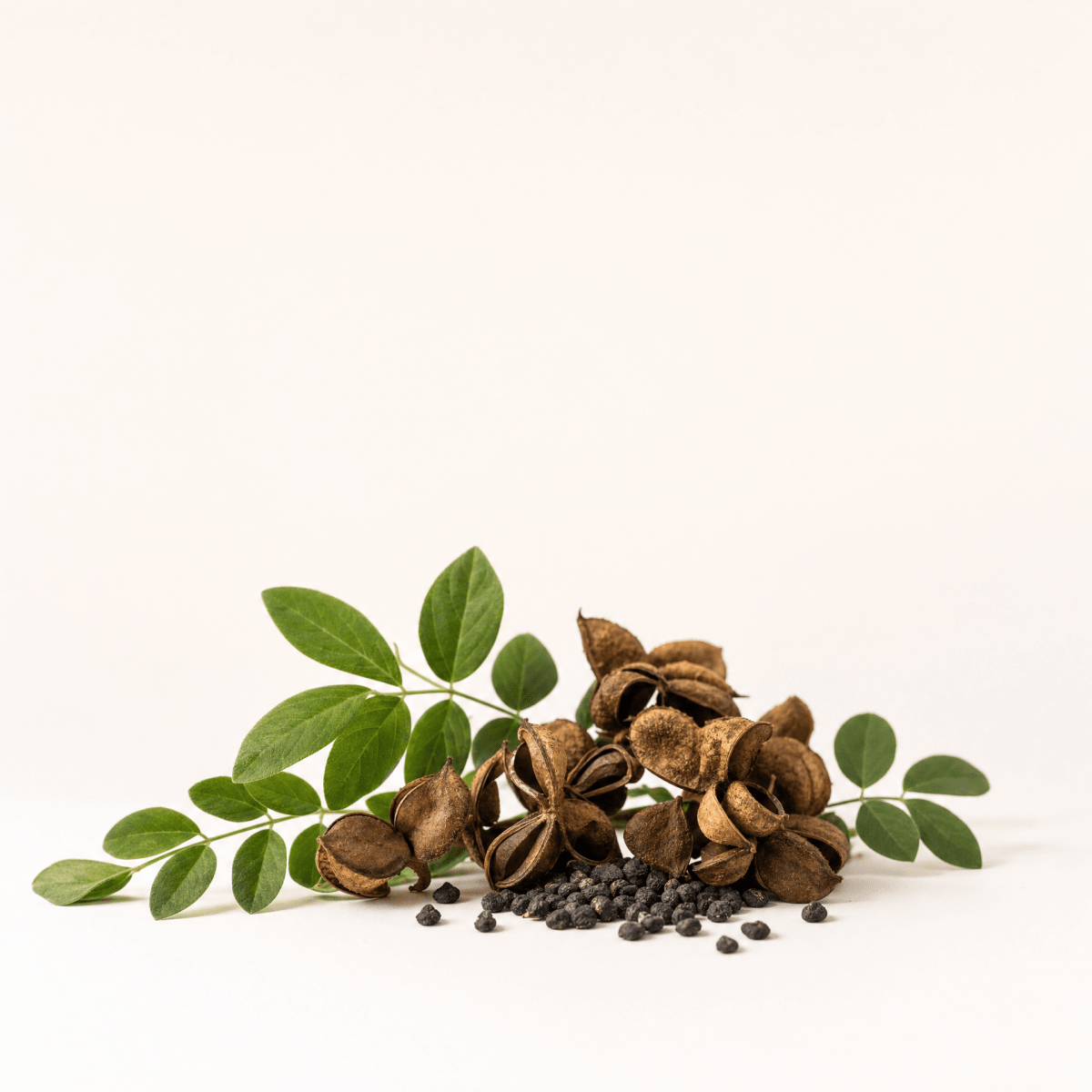 Bakuchi (Babchi) Oil - The SkinScience Company