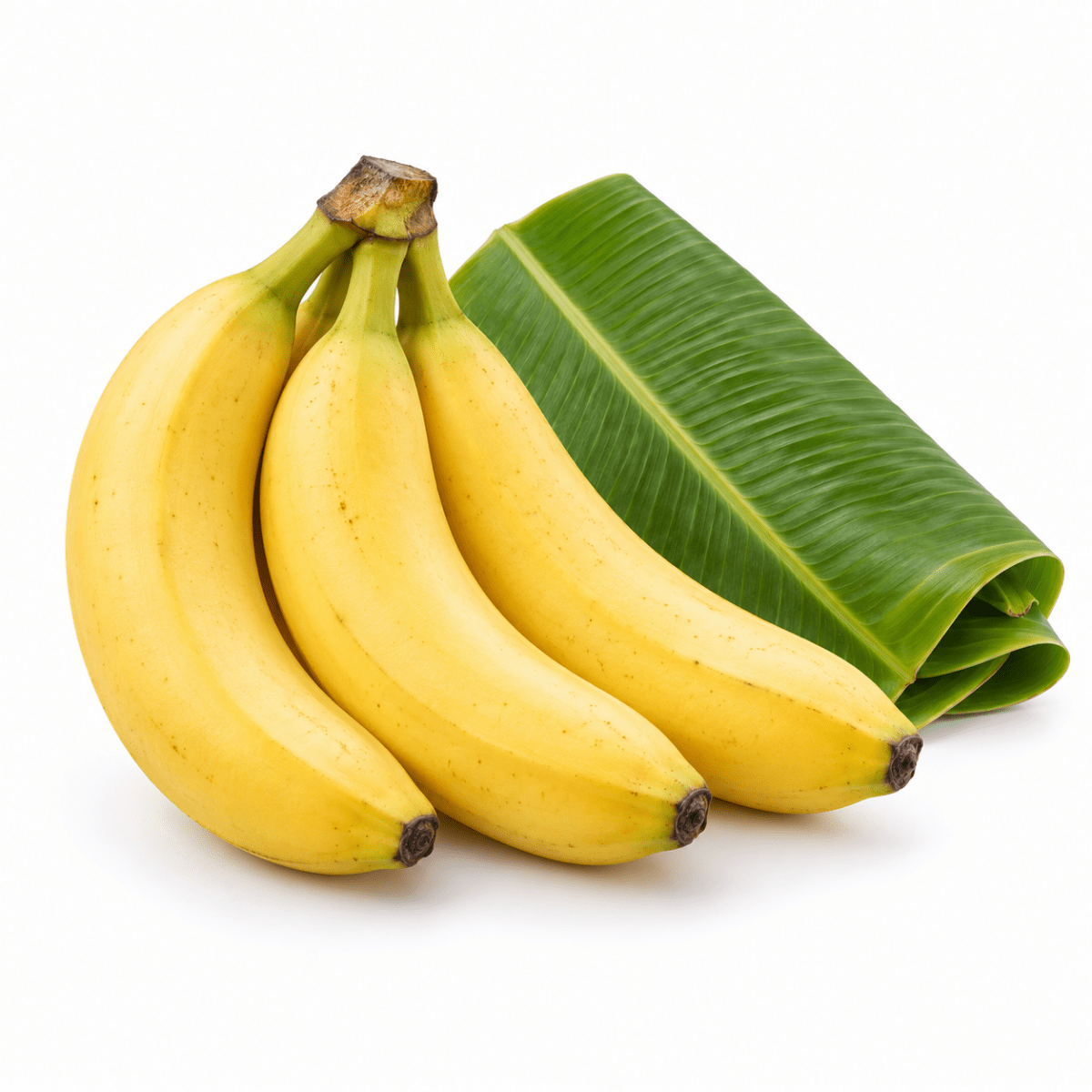 Banana Seed Oil - Wholesale - The SkinScience Company