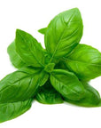 Basil Essential Oil - The SkinScience Company