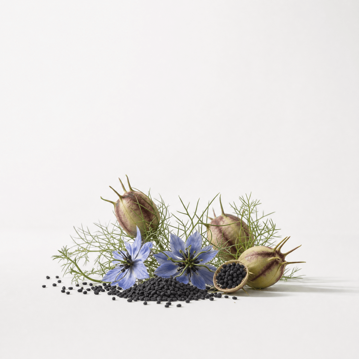 Black Cumin Seed Oil (Kalonji) - The SkinScience Company
