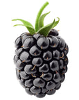 Blackberry Seed Oil - The SkinScience Company