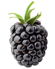 Blackberry Seed Oil - Wholesale - The SkinScience Company