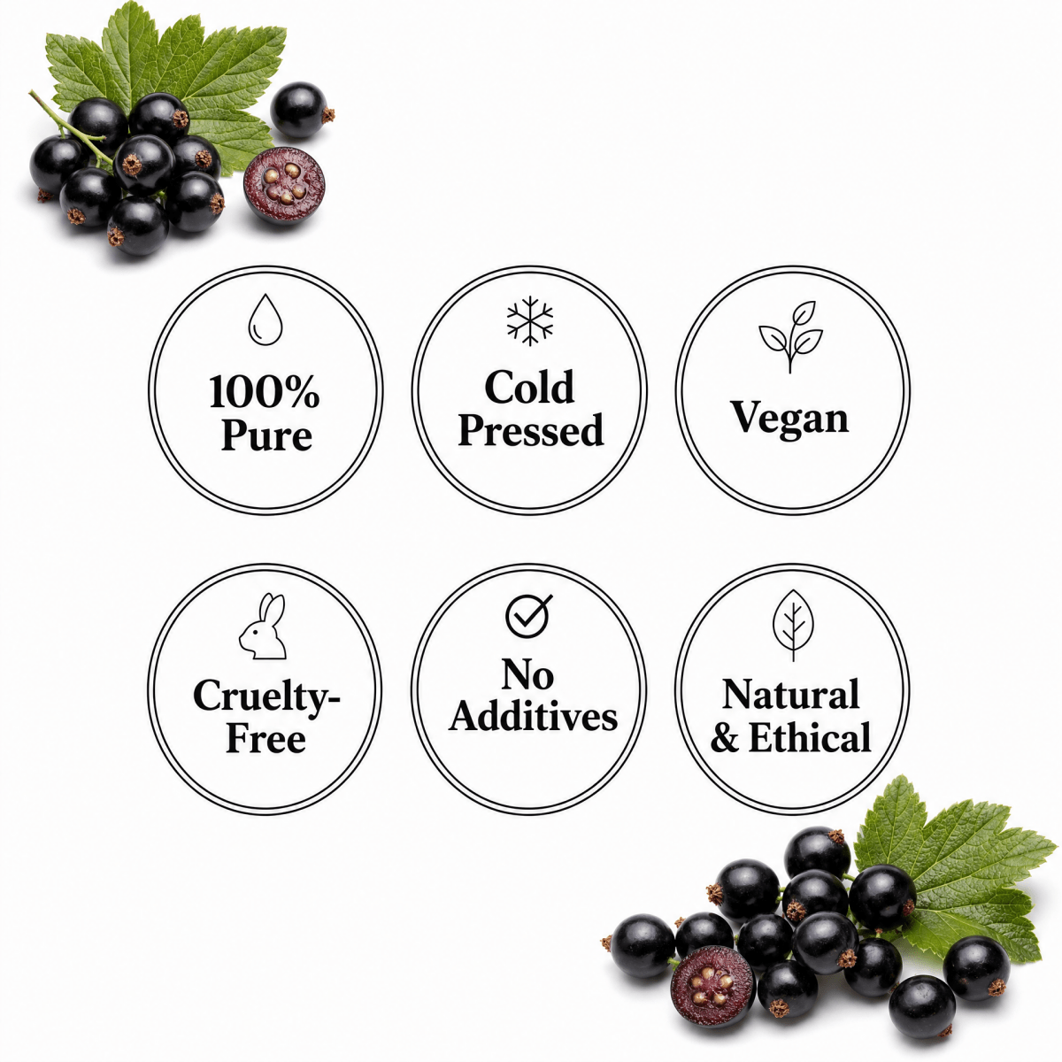 Blackcurrant Seed Oil - The SkinScience Company
