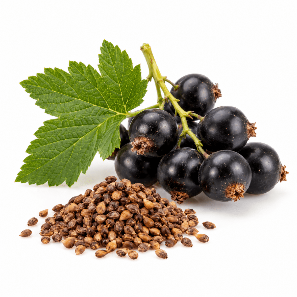 Blackcurrant Seed Oil - Wholesale - The SkinScience Company