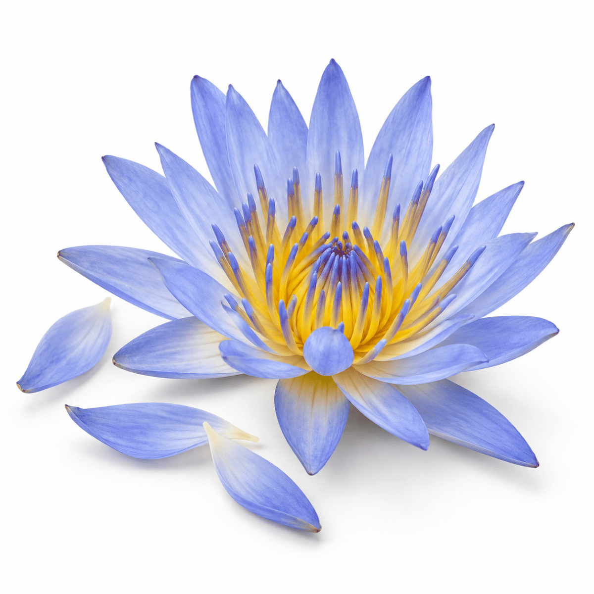 Blue Lotus Absolute Oil - The SkinScience Company
