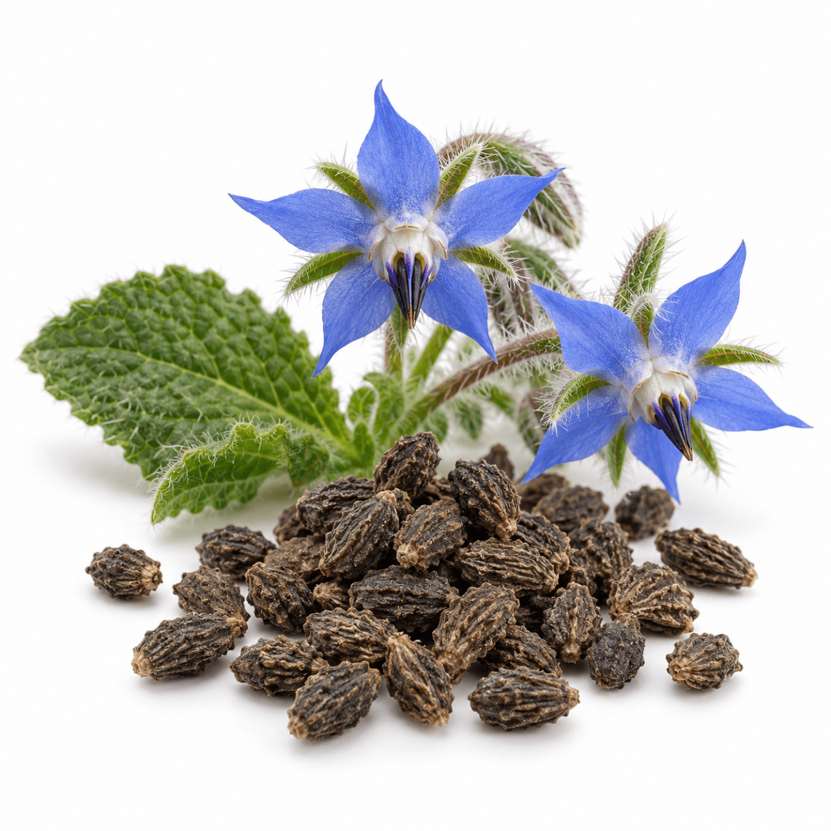 Borage Butter - The SkinScience Company