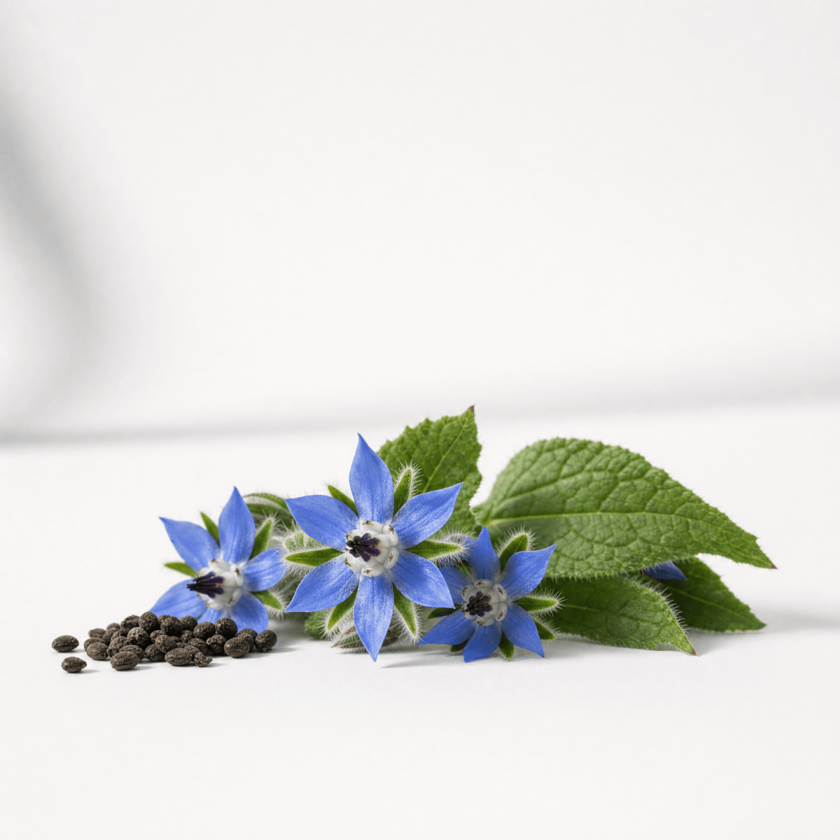 Borage Seed Oil - The SkinScience Company