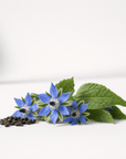 Borage Seed Oil - The SkinScience Company