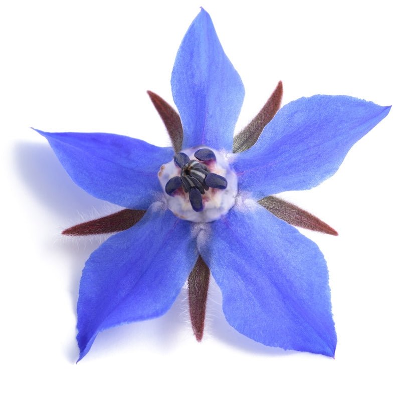 Borage Seed Oil - Wholesale - The SkinScience Company