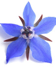 Borage Seed Oil - Wholesale - The SkinScience Company