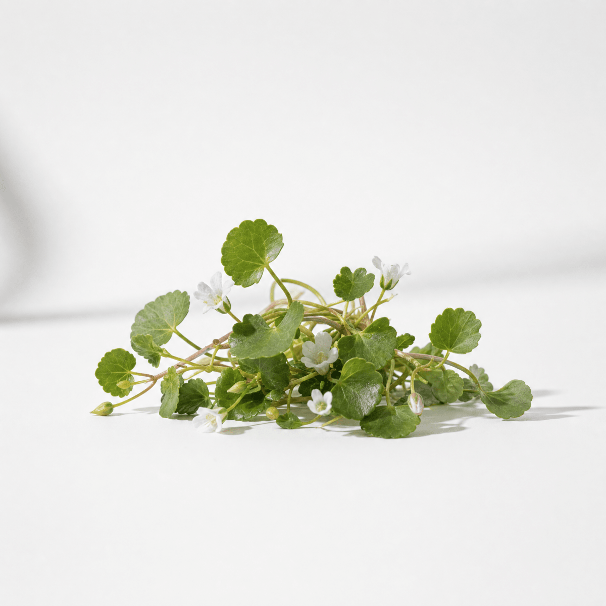 Brahmi Oil - The SkinScience Company