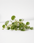 Brahmi Oil - The SkinScience Company