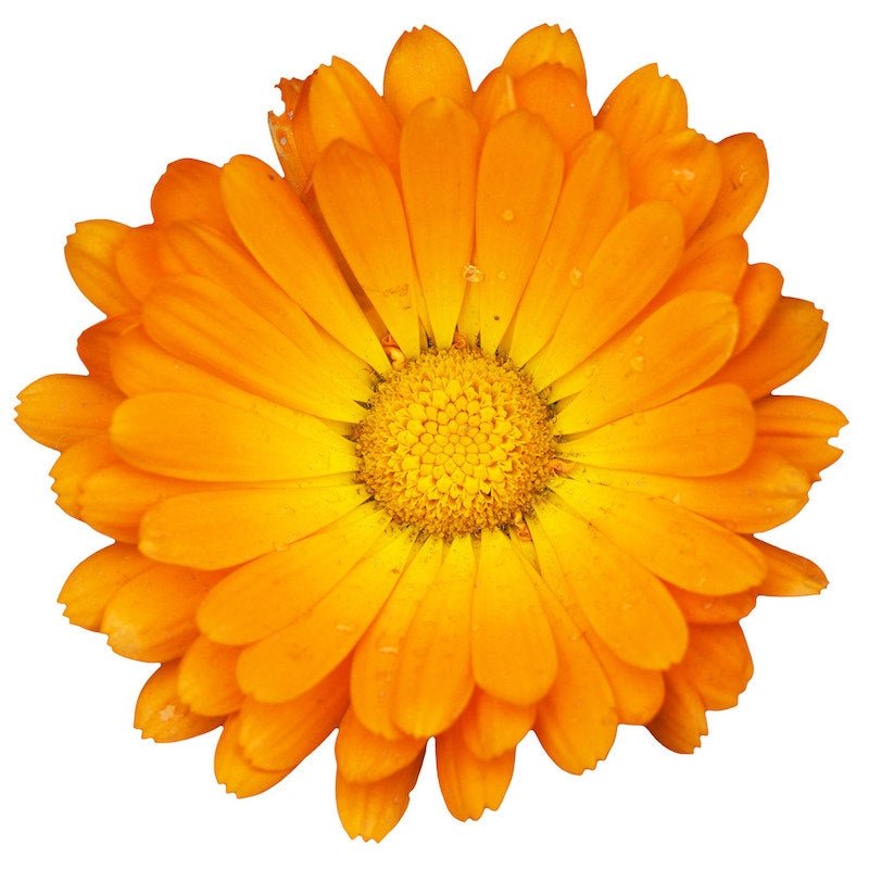 Calendula Infused Oil - The SkinScience Company