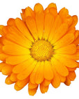 Calendula Infused Oil - The SkinScience Company