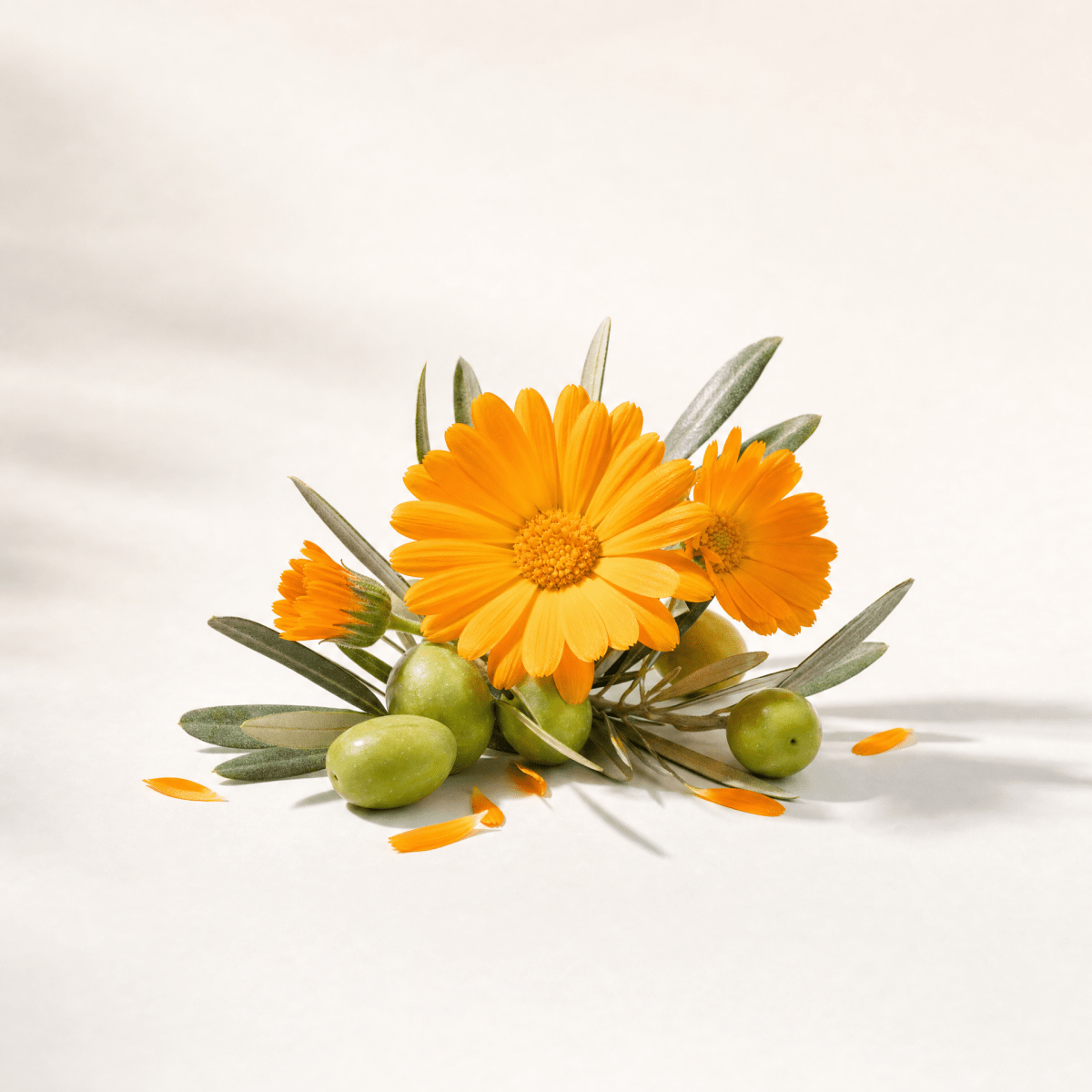 Calendula Infused Oil - The SkinScience Company