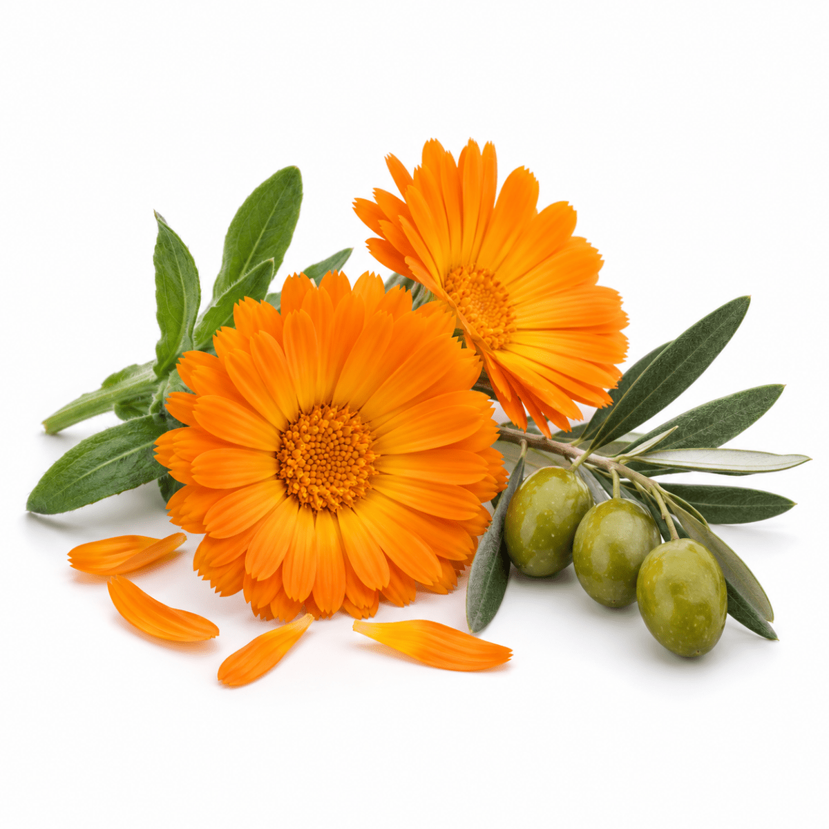 Calendula Infused Oil - Wholesale - The SkinScience Company