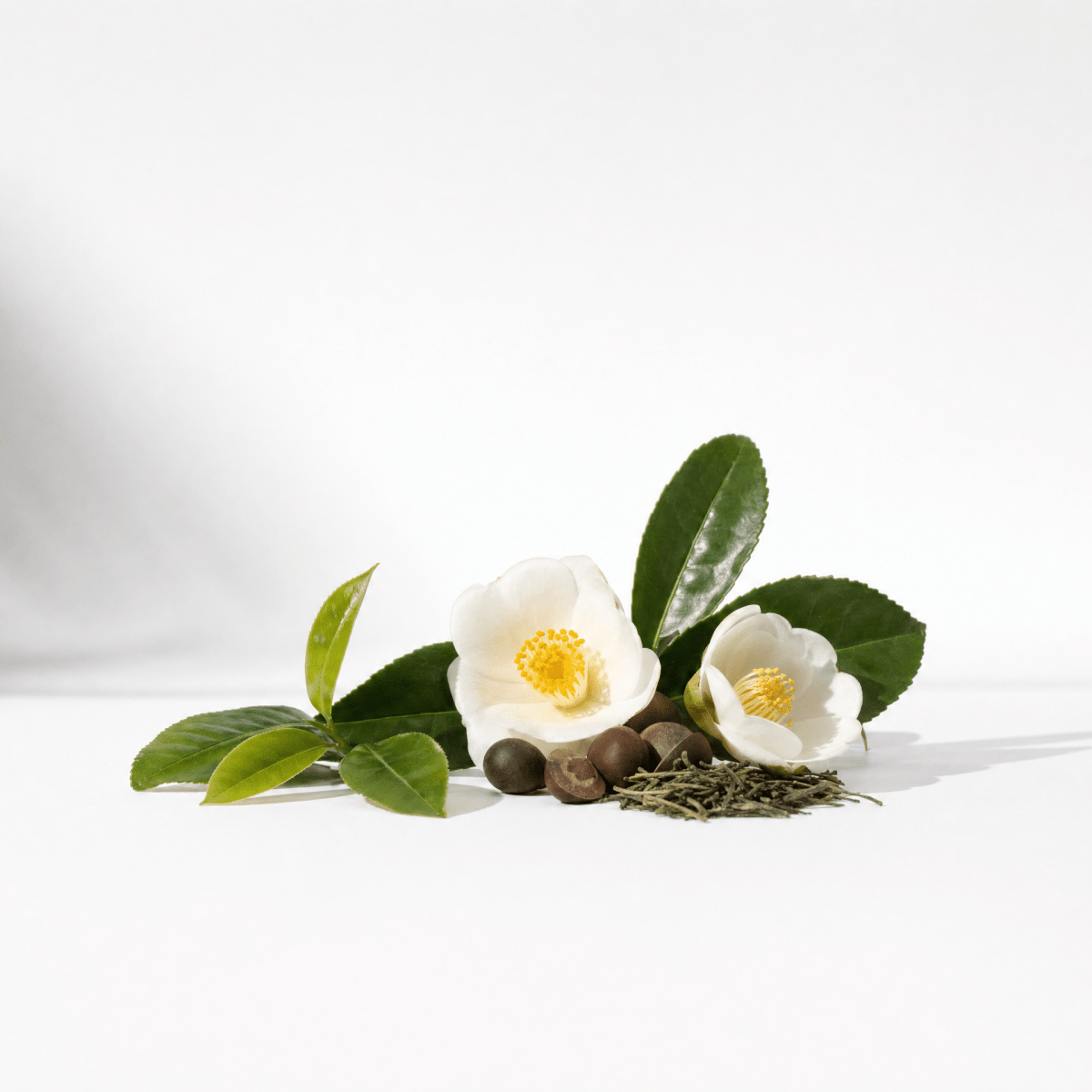 Camellia Tea Oil - The SkinScience Company