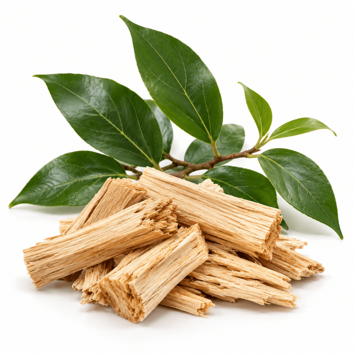 Camphor White Essential Oil - Wholesale - The SkinScience Company