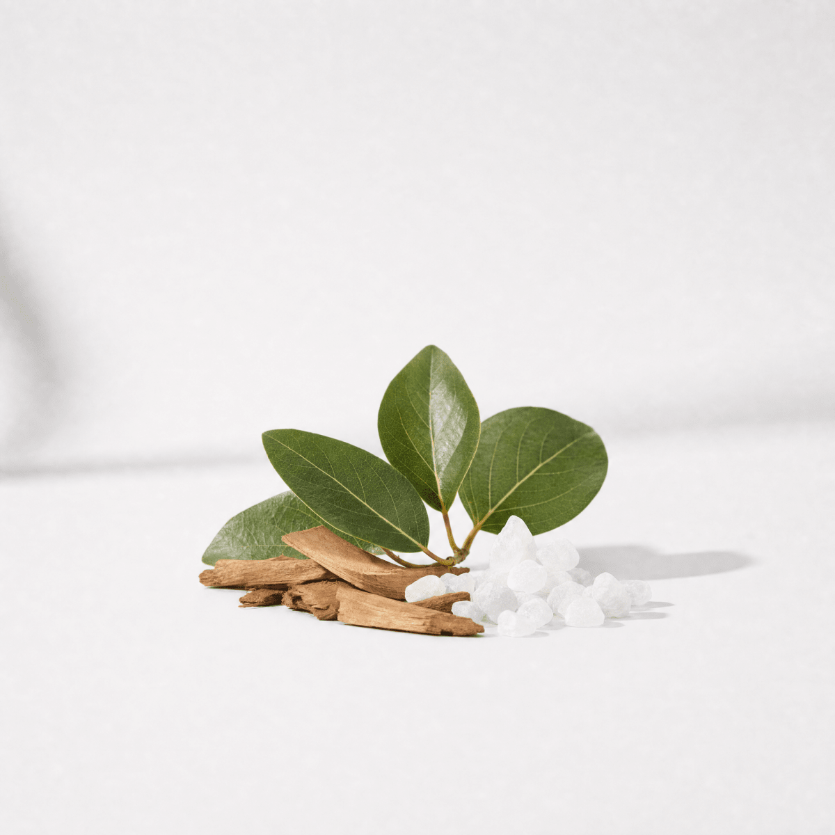Camphor White Essential Oil - Wholesale - The SkinScience Company