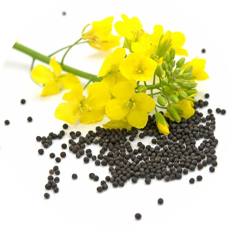 Canola Oil - Wholesale - The SkinScience Company