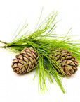 Cedarwood Essential Oil - The SkinScience Company