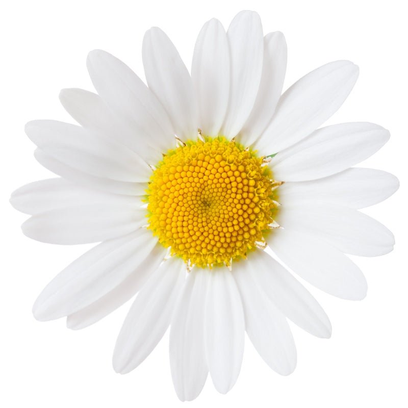 Chamomile Floral Water - The SkinScience Company