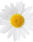 Chamomile Floral Water - The SkinScience Company