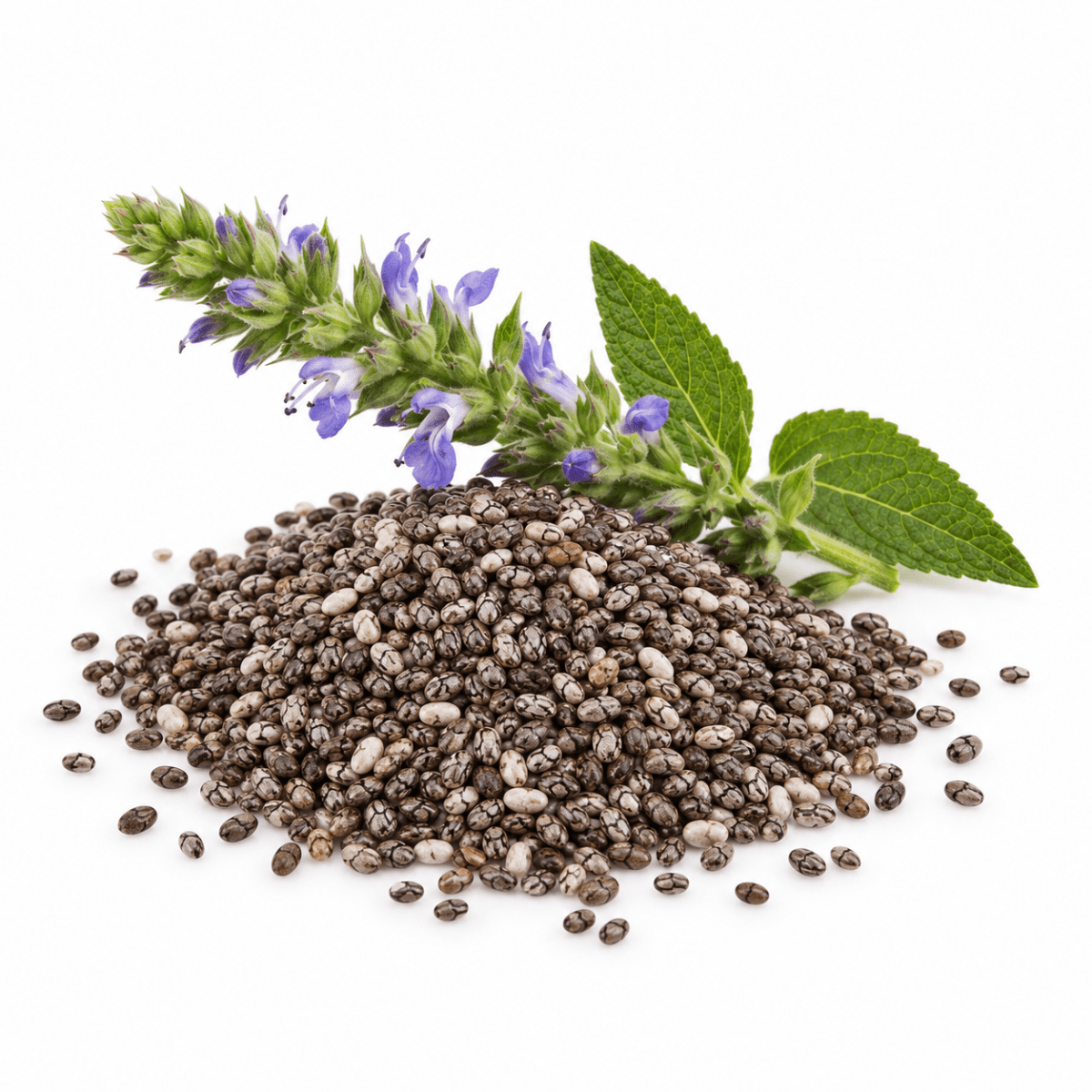 Chia Seed Oil - Wholesale - The SkinScience Company