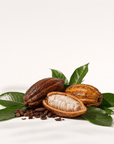 Cocoa Bean Oil - The SkinScience Company