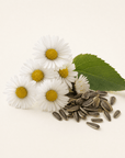 Daisy Flower Oil - The SkinScience Company