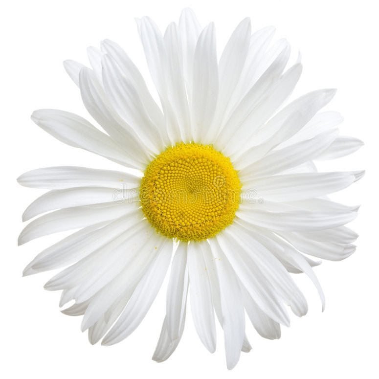 Daisy Flower Oil - Wholesale - The SkinScience Company