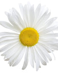 Daisy Flower Oil - Wholesale - The SkinScience Company