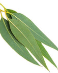 Eucalyptus Essential Oil - The SkinScience Company