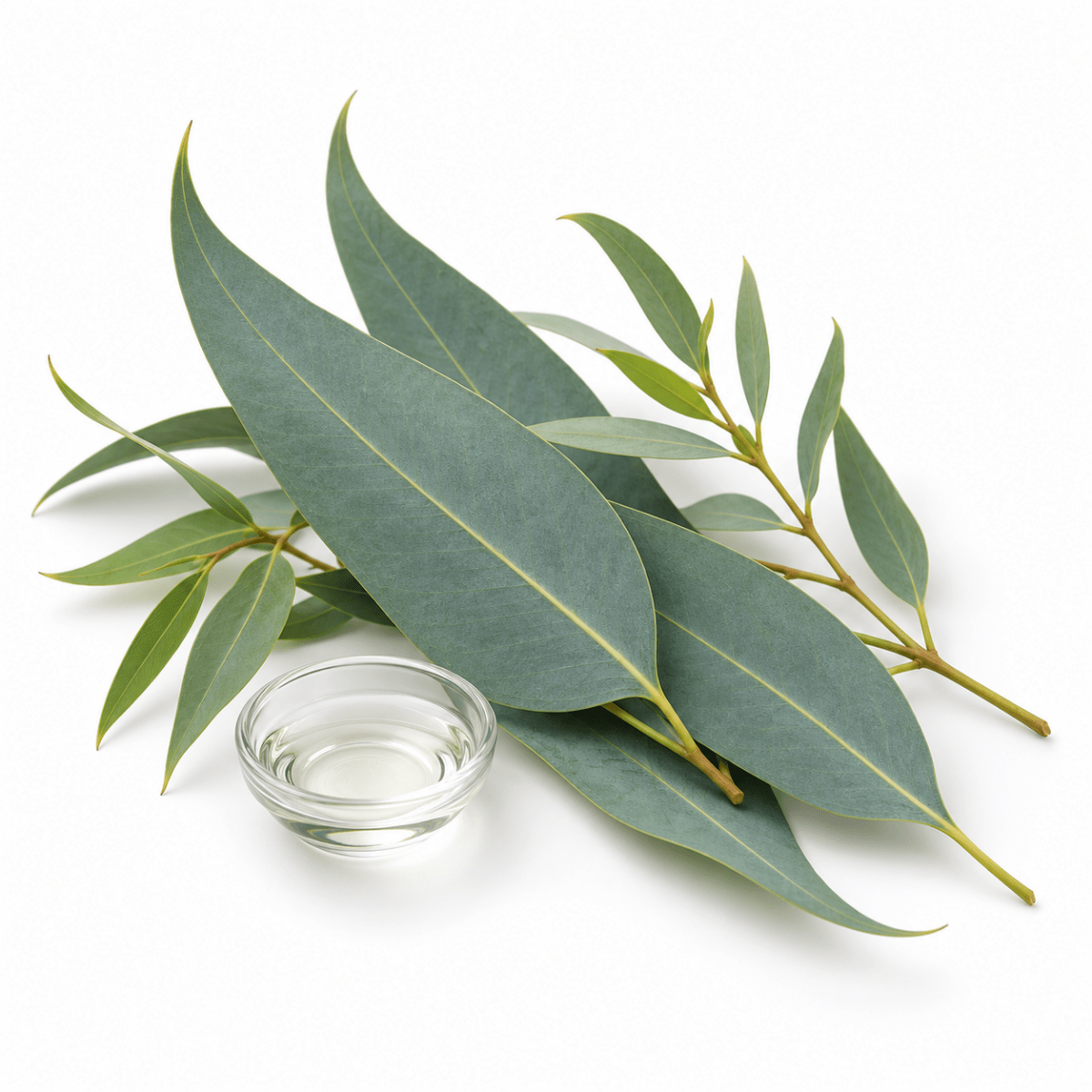 Eucalyptus Essential Oil - Wholesale - The SkinScience Company