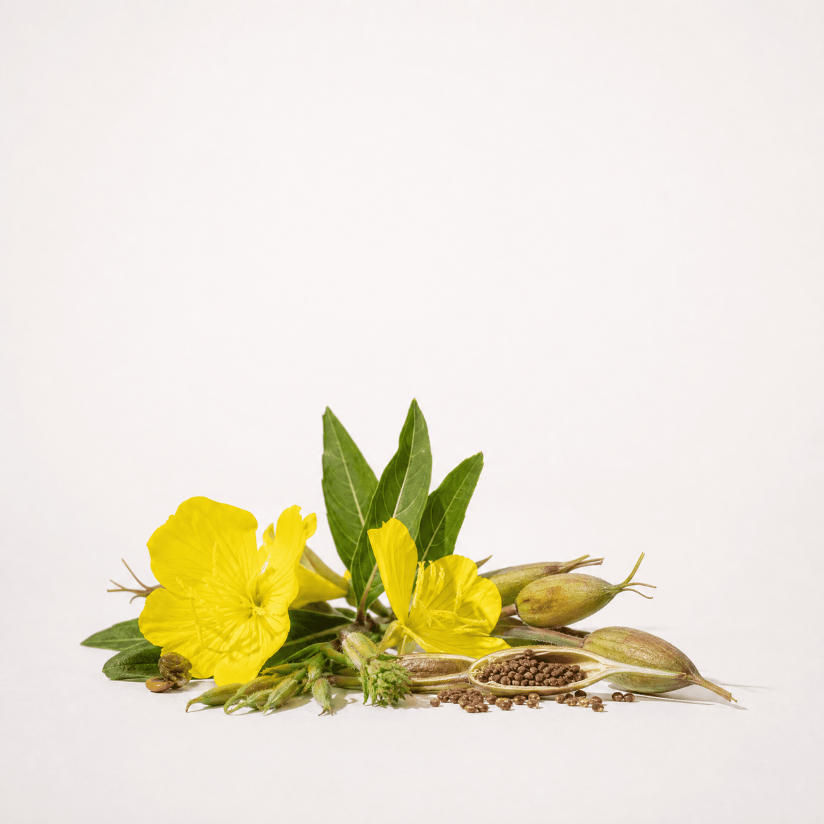 Evening Primrose Oil - The SkinScience Company