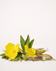 Evening Primrose Oil - The SkinScience Company