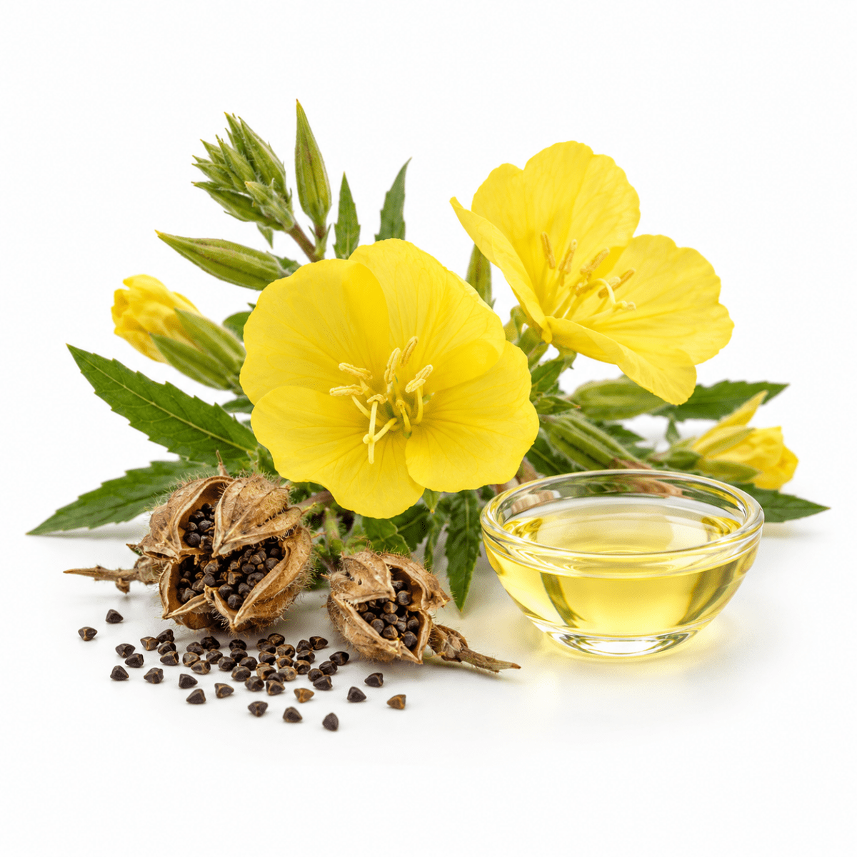 Evening Primrose Oil - Wholesale - The SkinScience Company