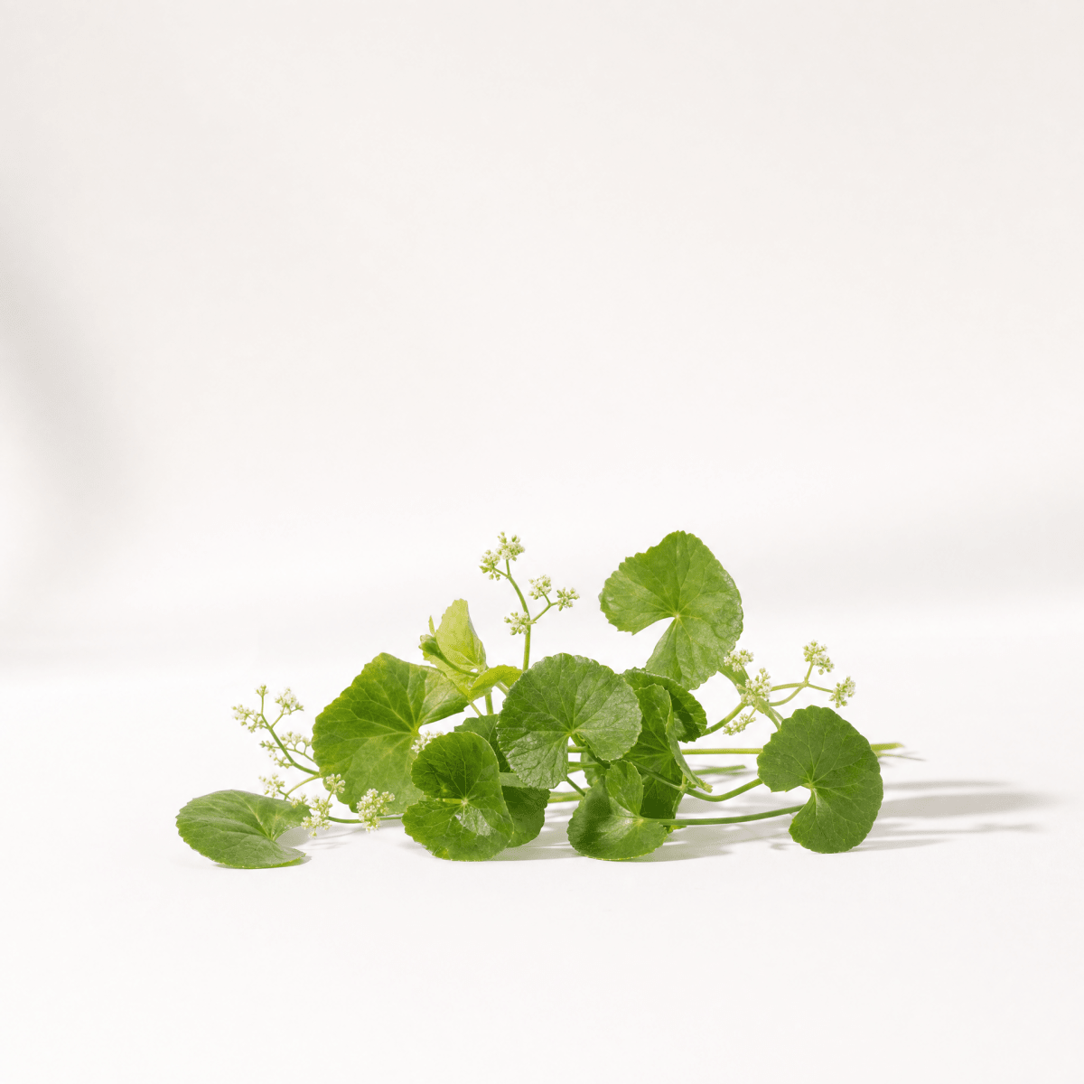 Gotu Kola Oil - The SkinScience Company
