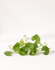 Gotu Kola Oil - The SkinScience Company