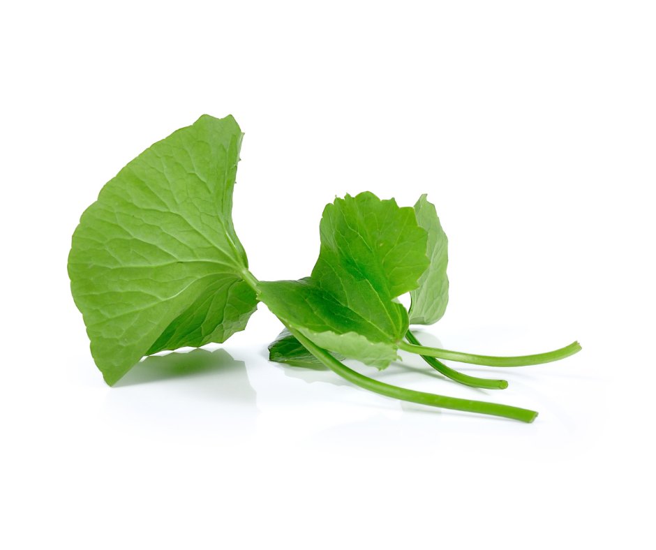 Gotu Kola Oil - The SkinScience Company