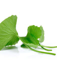 Gotu Kola Oil - The SkinScience Company