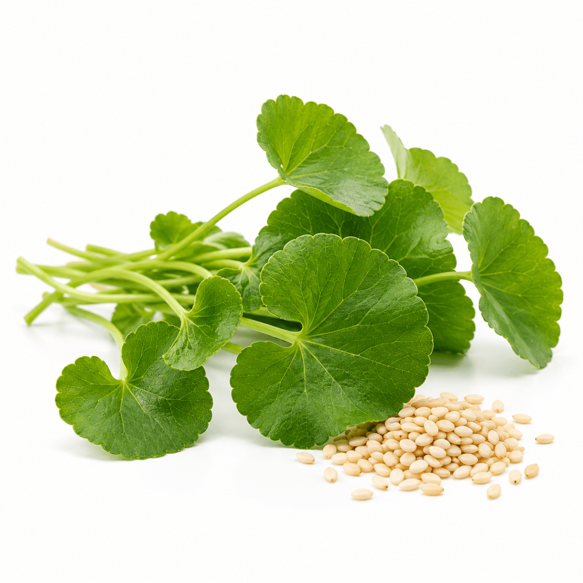 Gotu Kola Oil - Wholesale - The SkinScience Company