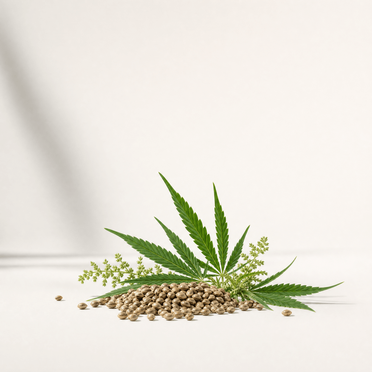Hemp Seed Oil - The SkinScience Company