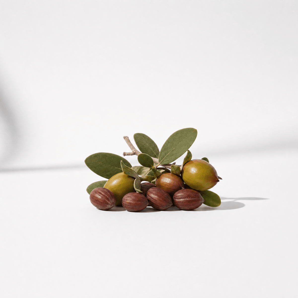 Jojoba Oil - The SkinScience Company