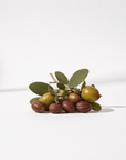 Jojoba Oil - The SkinScience Company