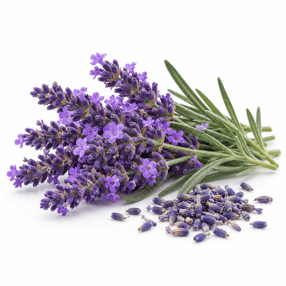 Lavender Essential Oil - The SkinScience Company